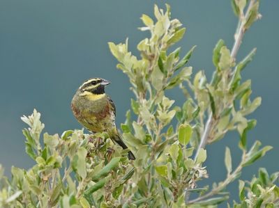 Cirlgors / Cirl Bunting