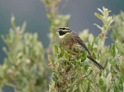 Cirlgors / Cirl Bunting