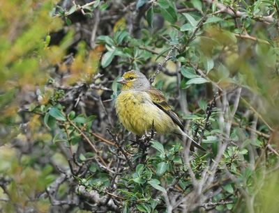 Corsicaanse Citroensijs / Corsican Finch