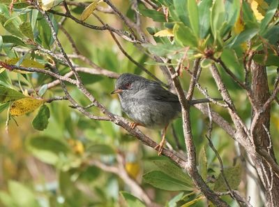 Sardijnse Grasmus / Marmora's Warbler