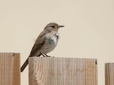 Mediterrane Vliegenvanger / Tyrrhenian Flycatcher