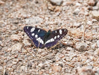 Blauwe IJsvogelvlinder / Southern White Admiral