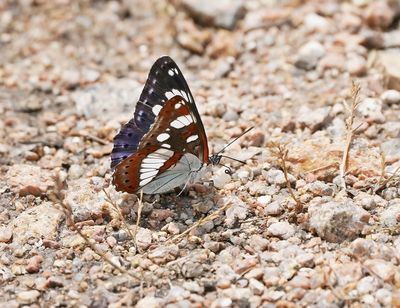 Blauwe IJsvogelvlinder / Southern White Admiral