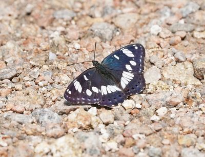 Blauwe IJsvogelvlinder / Southern White Admiral