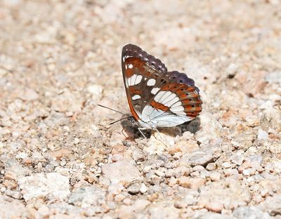 Blauwe IJsvogelvlinder / Southern White Admiral
