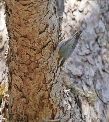Corsicaanse Boomklever / Corsican Nuthatch