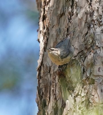 Corsicaanse Boomklever / Corsican Nuthatch