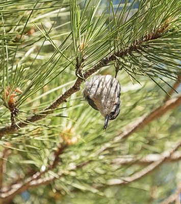 Corsicaanse Boomklever / Corsican Nuthatch