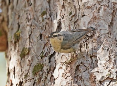 Corsicaanse Boomklever / Corsican Nuthatch