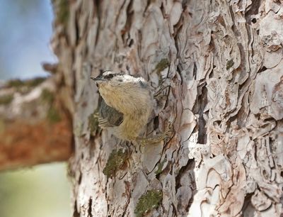 Corsicaanse Boomklever / Corsican Nuthatch