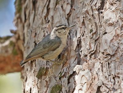 Corsicaanse Boomklever / Corsican Nuthatch