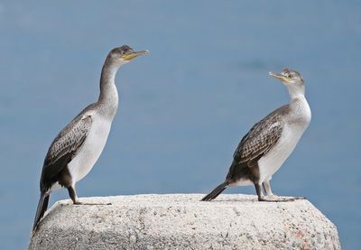 :: Kuifaalscholver / European Shag ::