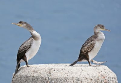 Kuifaalscholver / European Shag