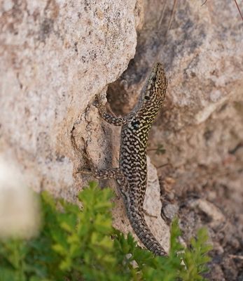 Ruïnehagedis / Italian Wall Lizard, Ruin Lizard, or İstanbul Lizard
