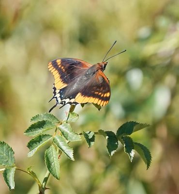 Pasja / Two-tailed Pasha