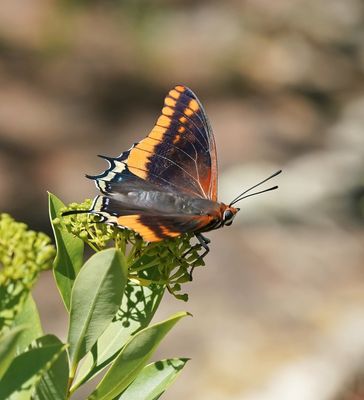Pasja / Two-tailed Pasha
