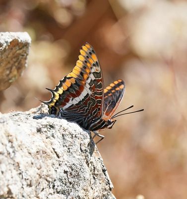 Pasja / Two-tailed Pasha