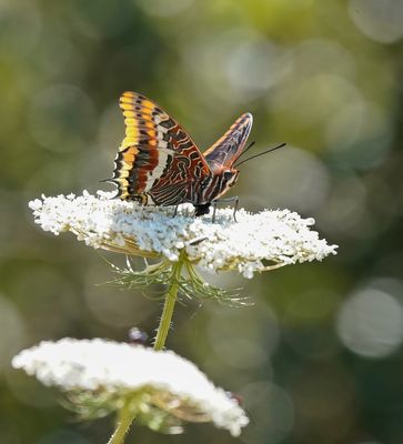 Pasja / Two-tailed Pasha