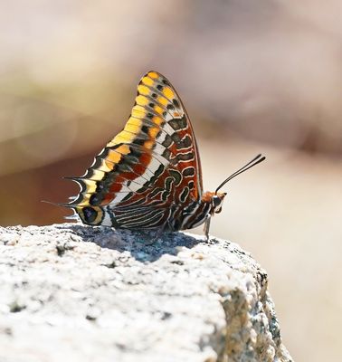Pasja / Two-tailed Pasha