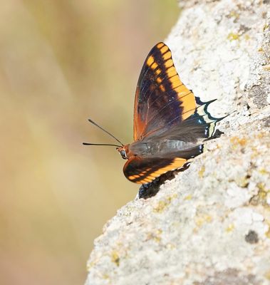 Pasja / Two-tailed Pasha
