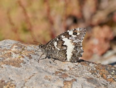 Witbandzandoog / Great Banded Grayling