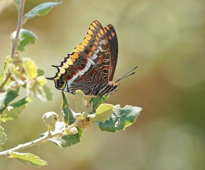 Pasja / Two-tailed Pasha