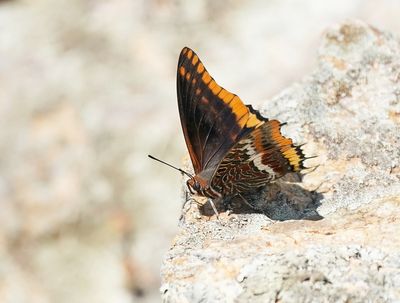 Pasja / Two-tailed Pasha