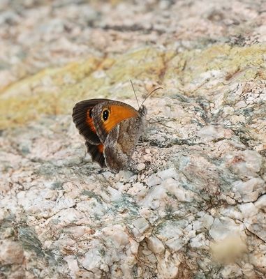 Zuidelijk Oranje Zandoogje / Southern Gatekeeper
