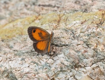 Zuidelijk Oranje Zandoogje / Southern Gatekeeper