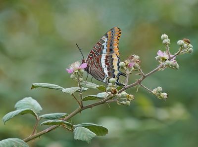 Pasja / Two-tailed Pasha