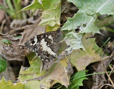 Witbandzandoog / Great Banded Grayling