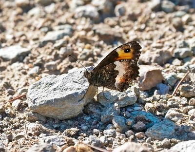 Corsicaanse Heivlinder / Corsican Grayling