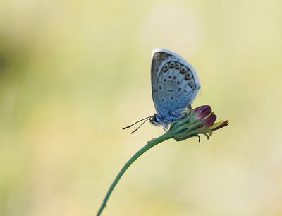 Corsicaans Heideblauwtje / Corsican Silver Studded Blue