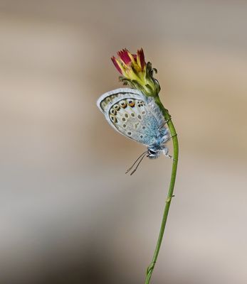 Corsicaans Heideblauwtje / Corsican Silver Studded Blue