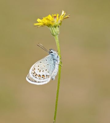 Corsicaans Heideblauwtje / Corsican Silver Studded Blue