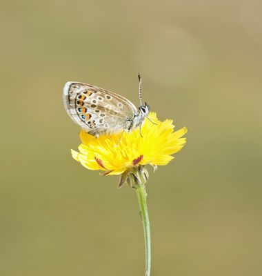 Corsicaans Heideblauwtje / Corsican Silver Studded Blue