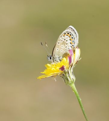 Corsicaans Heideblauwtje / Corsican Silver Studded Blue