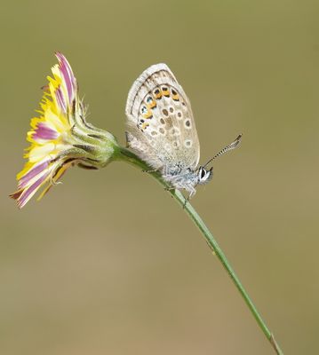 Corsicaans Heideblauwtje / Corsican Silver Studded Blue