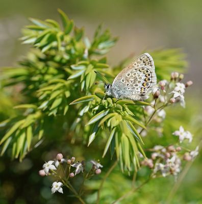 Corsicaans Heideblauwtje / Corsican Silver Studded Blue