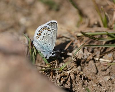 Corsicaans Heideblauwtje / Corsican Silver Studded Blue