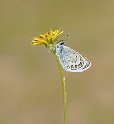 Corsicaans Heideblauwtje / Corsican Silver Studded Blue