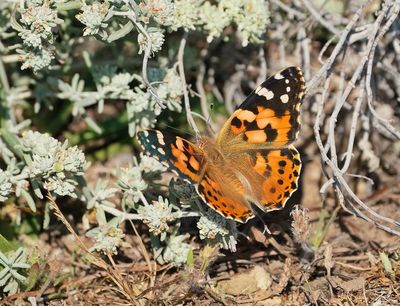 Distelvlinder / Painted Lady