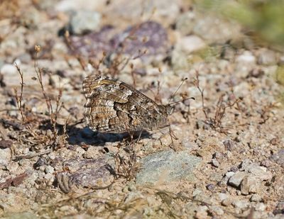 Zuidelijke Heivlinder / Southern Grayling