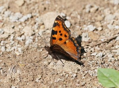 Grote Vos / Large Tortoiseshell