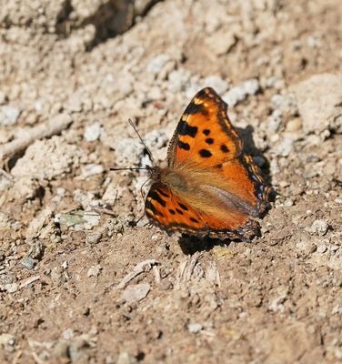 Grote Vos / Large Tortoiseshell