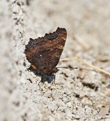 Grote Vos / Large Tortoiseshell