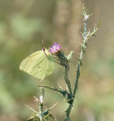 Citroenvlinder / Brimstone