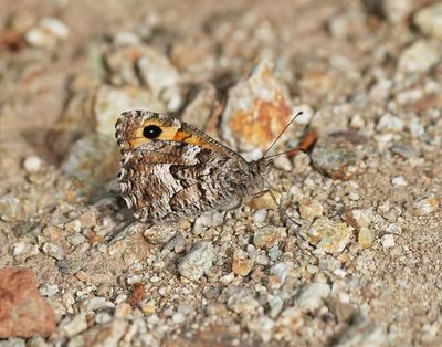 Zuidelijke Heivlinder / Southern Grayling