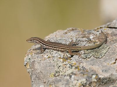Tyrrheense Muurhagedis / Bedriaga's Rock Lizard