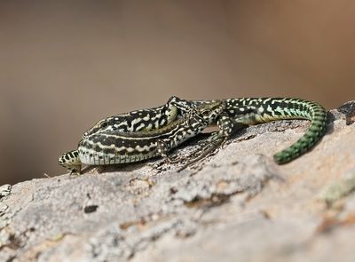 Tyrrheense Muurhagedis / Bedriaga's Rock Lizard